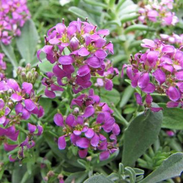 Ptilotrichum spinosum Rubrum - Schildzaad