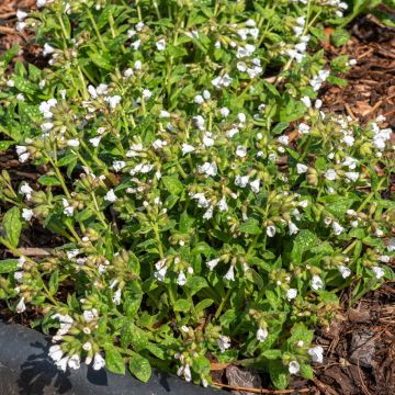 Pulmonaria Sissinghurst White - Longkruid