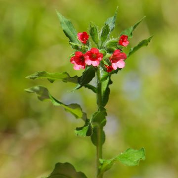Pulmonaria rubra - Longkruid
