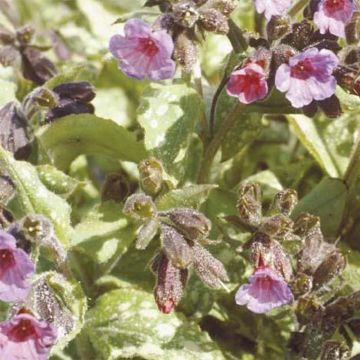 Pulmonaria Apple Frost - Longkruid