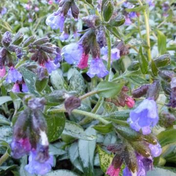 Pulmonaria Samourai - Longkruid