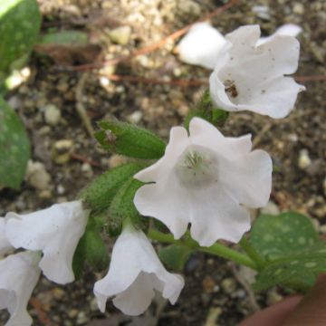 Pulmonaria Sissinghurst White - Longkruid