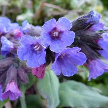 Pulmonaria officinalis - Gevlekt longkruid