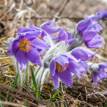 Pulsatilla patens - Wildemanskruid