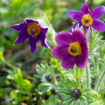 Pulsatilla vulgaris Paars - Wildemanskruid