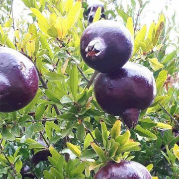 Granaatappel Black Fruit - Punica granatum