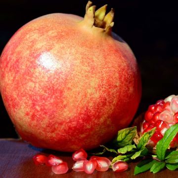 Granaatappel Malisi - Punica granatum
