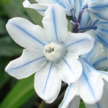 Puschkinia scilloides Libanotica - Puschkinia