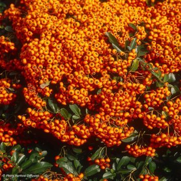 Pyracantha coccinea Saphyr Orange - Vuurdoorn