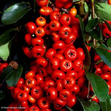 Pyracantha coccinea Saphyr Rood - Vuurdoorn