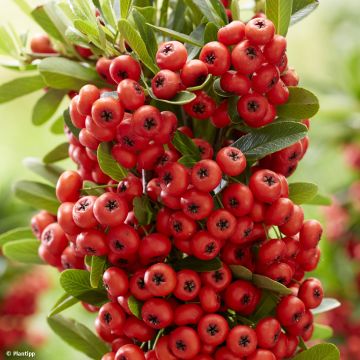 Pyracantha coccinea Red Star - Vuurdoorn