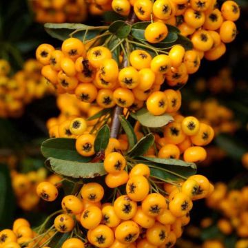 Pyracantha coccinea Saphyr Jaune - Vuurdoorn