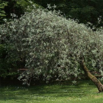 Pyrus salicifolia Pendula - Wilgbladige peer