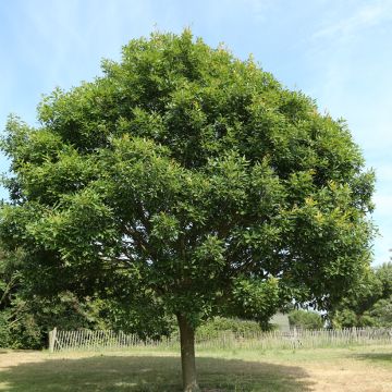 Quercus petraea Mespilifolia - Wintereik