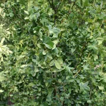 Quercus robur Facrist - Zomereik