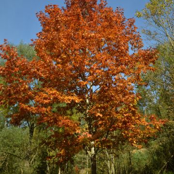 Quercus rubra - Amerikaanse eik Quercus rubra - Amerikaanse eik