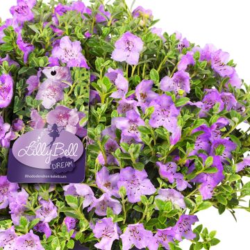 Rhododendron keleticum Lilly Bell Dream - Dwergrododendron