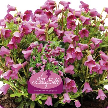 Rhododendron campylogynum Lilly Bell - Dwergrododendron