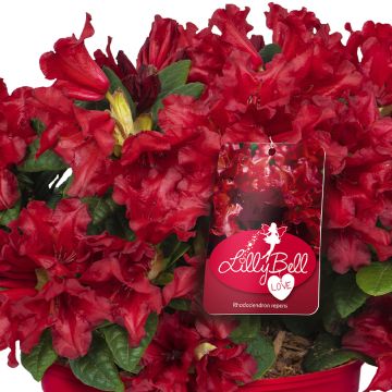 Rhododendron Lilly Bell Love - Dwergrododendron