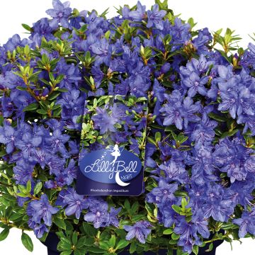 Rhododendron Lilly Bell Night - Dwergrododendron