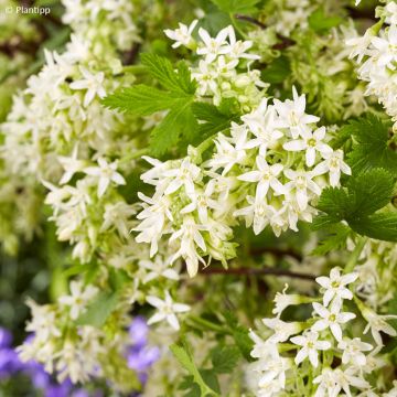 Ribes sanguineum Oregon Snowflake - Rode ribes