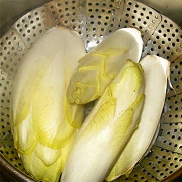 Witlof - Cichorium intybus