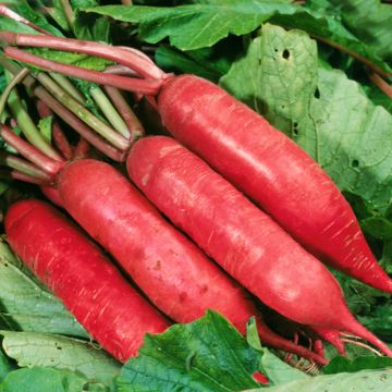 Radijs Chinese Dragon F1