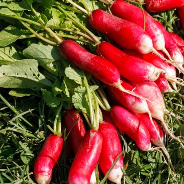 Radijs Fluo F1 - Vilmorin Radijs Fluo F1 - Vilmorin