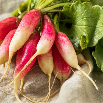 Radijs French Breakfast BIO Radijs French Breakfast BIO