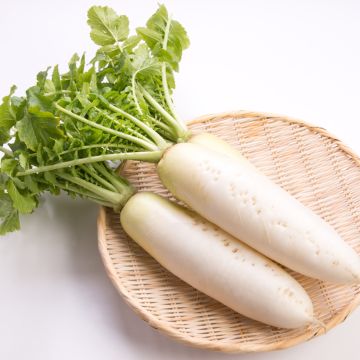 Daikon April Cross F1 - Vilmorin