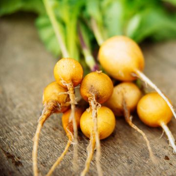 Radijs Jaune d'Or Ovale