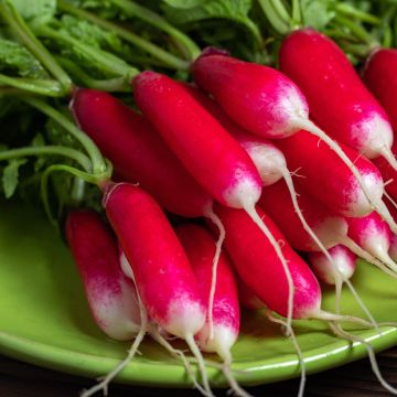 Radijs Pontvil - Vilmorin