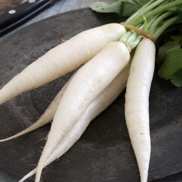 Daikon Summercross F1