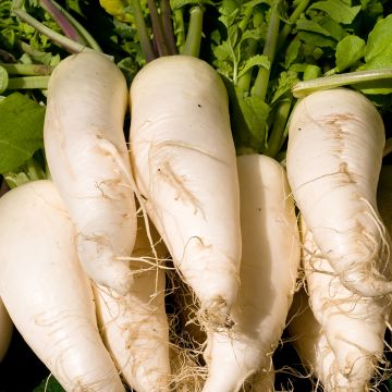 Radijs Witte transparante Radijs Witte transparante