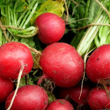 Radijs Celesta F1 Radijs Celesta F1