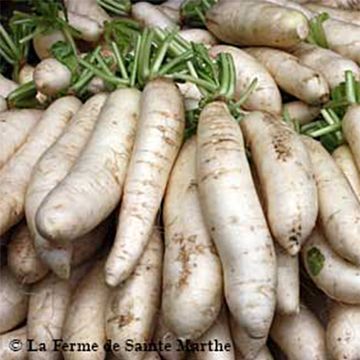 Winterrettich April Cross F1  - Ferme de Sainte Marthe