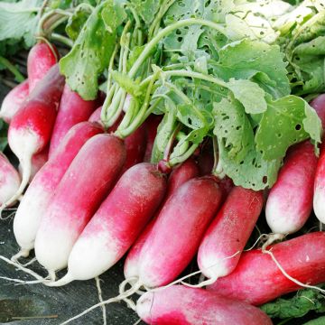 Radijs 18 Dagen BIO - Vilmorin