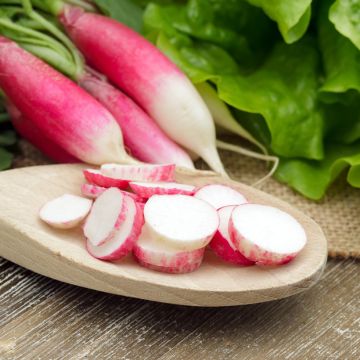 Radijs 18 Dagen - Vilmorin