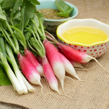 Radijs Apolo - Vilmorin