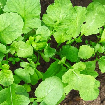Bladrammenas BIO groenbemester - Raphanus sativus