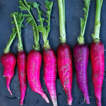 Radijs Violet de Gournay