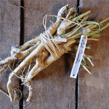 Mierik Ferme de Sainte Marthe - Armoracia rusticana