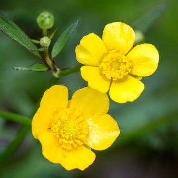 Ranunculus acris - Scherpe boterbloem