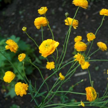 Ranunculus acris Multiplex - Scherpe boterbloem
