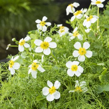 Ranunculus aquatilis - Waterranonkel