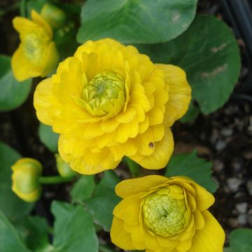 Ranunculus ficaria Flore Pleno - Speenkruid