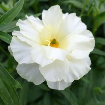 Ranunculus asiaticus Butterfly Graces - Perzische ranonkel