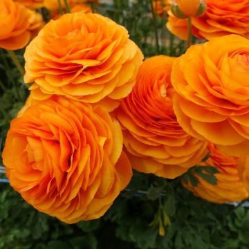 Ranunculus asiaticus Romance Digne - Perzische ranonkel