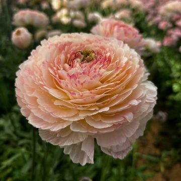Ranunculus asiaticus Romance Maritime - Perzische ranonkel