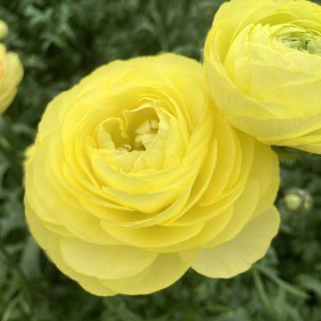 Ranunculus asiaticus Romance Quimper - Perzische ranonkel